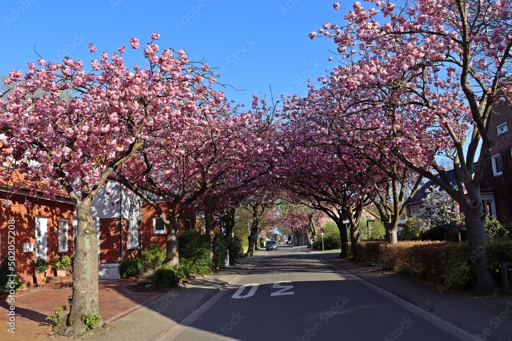 Naklejka premium Blühende Japanische Kirschbäume in Norden, Ostfriesland
