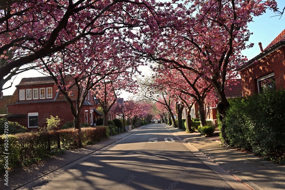 Blühende Japanische Kirschbäume in Norden, Ostfriesland