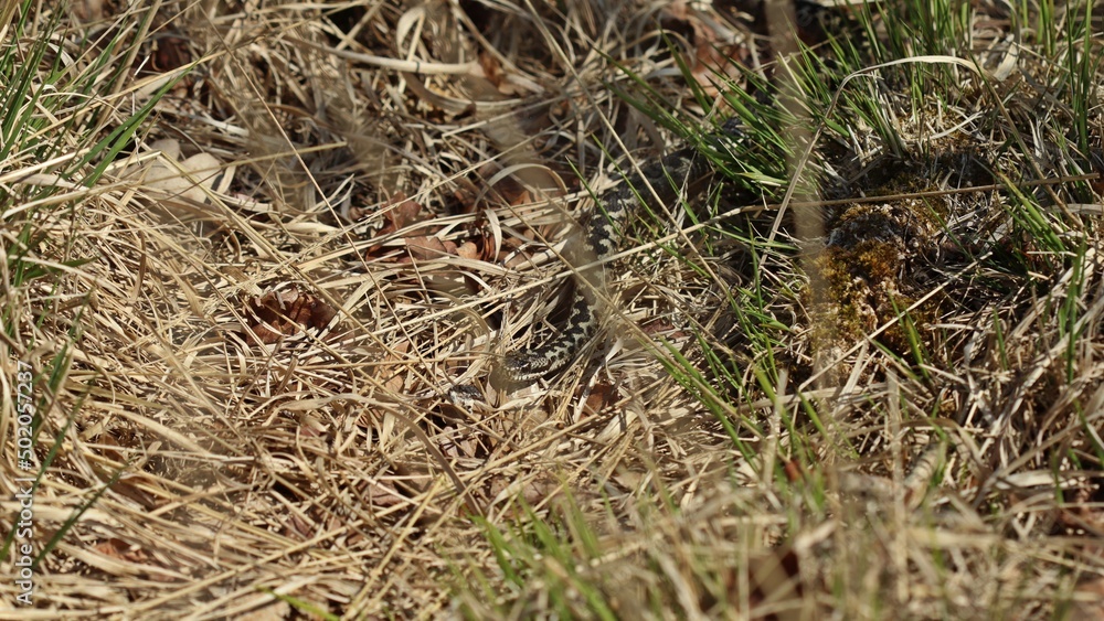 Männliche Kreuzotter (Vipera berus) im Moor am Ewigen Meer Männliche Kreuzotter (Vipera berus) im Moor am Ewigen Meer