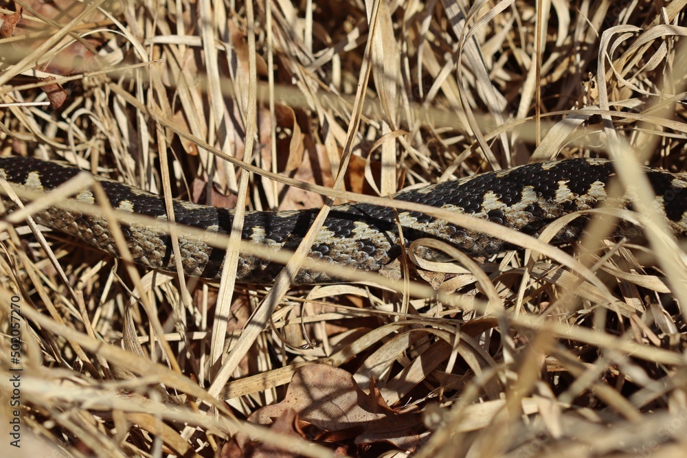 Männliche Kreuzotter (Vipera berus) im Moor am Ewigen Meer Männliche Kreuzotter (Vipera berus) im Moor am Ewigen Meer