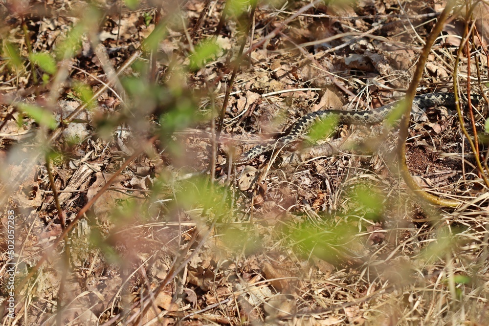 Männliche Kreuzotter (Vipera berus) im Moor am Ewigen Meer Männliche Kreuzotter (Vipera berus) im Moor am Ewigen Meer
