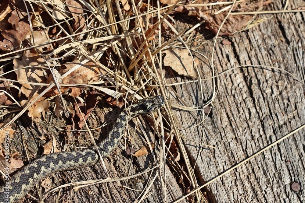 Männliche Kreuzotter (Vipera berus) am Bohlenweg am Ewigen Meer Männliche Kreuzotter (Vipera berus) am Bohlenweg am Ewigen Meer
