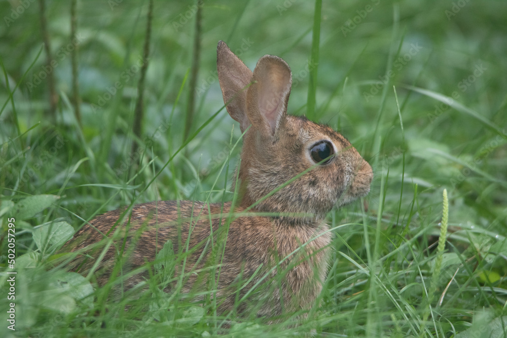 Fototapeta premium Beautiful American bunny rabbit in tall green grass