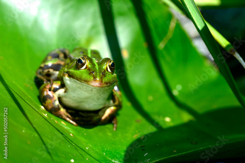 Macro shot of an green frog sitting on the leaf of a water lily.