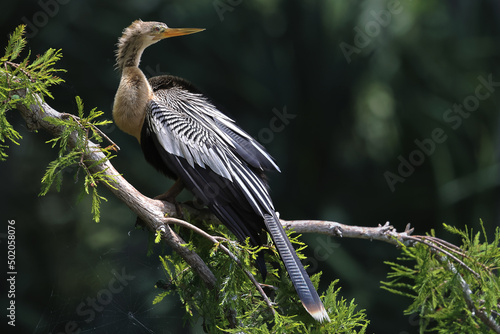 Anhinga Full Body Perched in Tree with Spider Web