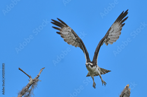 Osprey Flying Mid-Air Blue Sky Over Trees