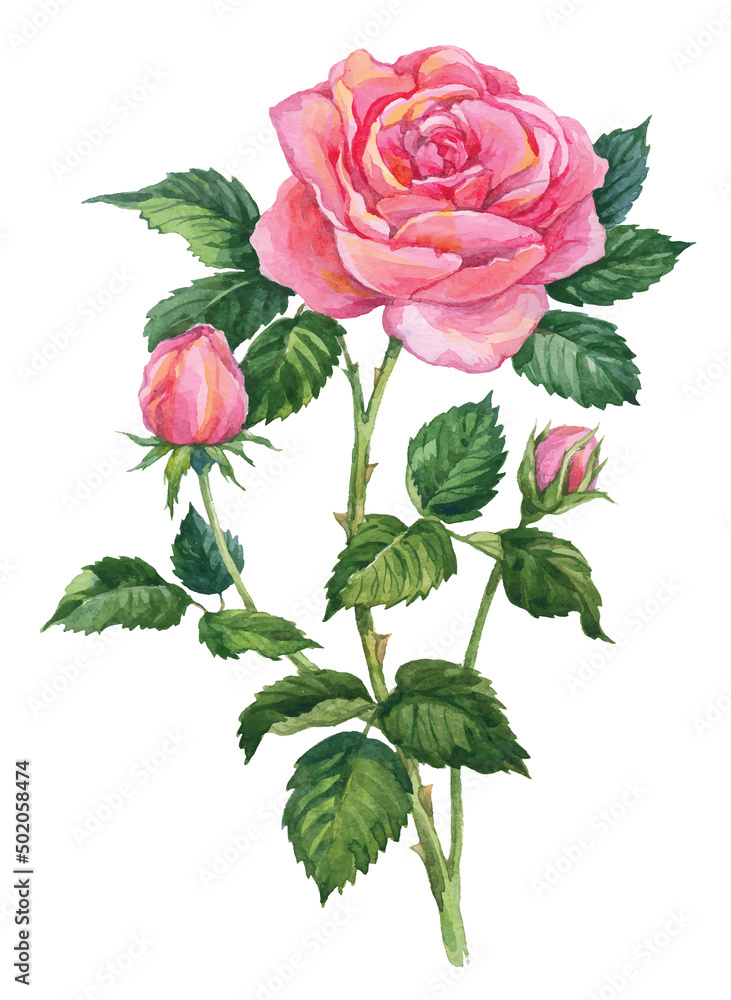 Pink rose flower isolated on a white background. Watercolor flowers hand drawn illustration. Vector picture