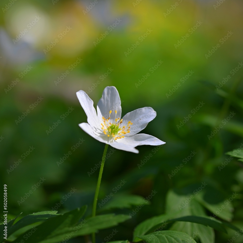 Spring white flowers in the grass Anemone (Isopyrum thalictroides) Spring white flowers in the grass Anemone (Isopyrum thalictroides)