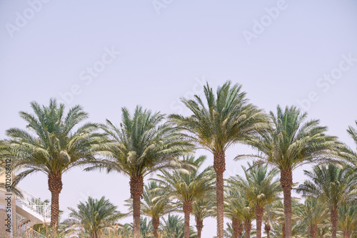 Beautiful green coconut palm trees on tropical beach against blue sky. Summer vacation concept