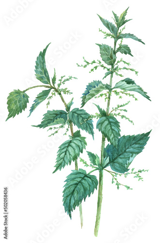 Watercolor Nettle isolated on a white background. Hand drawn herb illustration. Vector picture