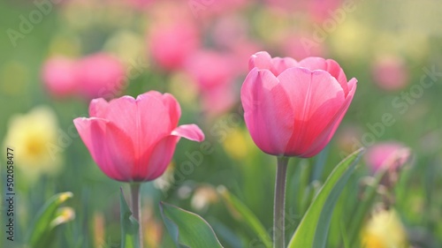 Beautiful delicate spring flowers - tulips. Pastel colors and colorful natural background. Close-up of flowers. Nature concept for spring time.