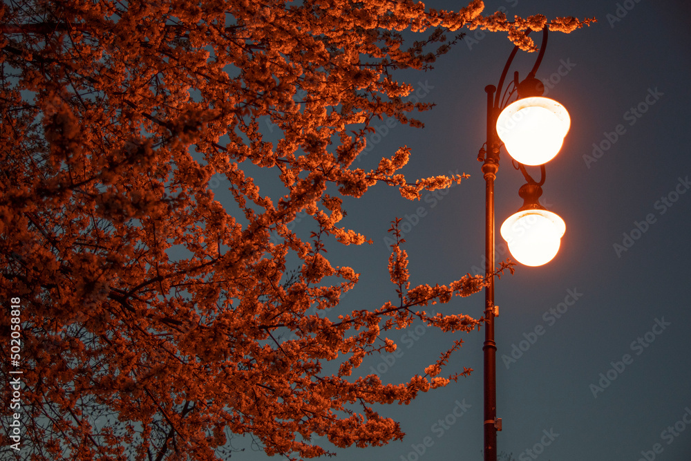 wiosna, kwiaty w świetle lamp