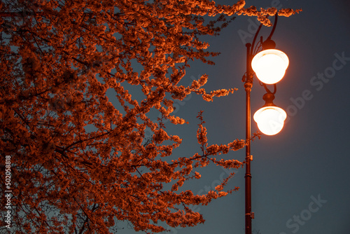 wiosna, kwiaty w świetle lamp