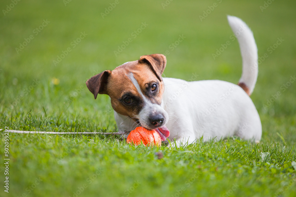 Jack Russell Terrier playing with a ball
