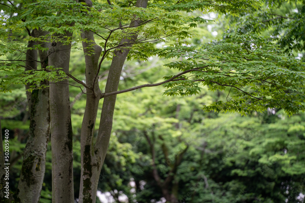 Obraz premium 公園の中の新緑