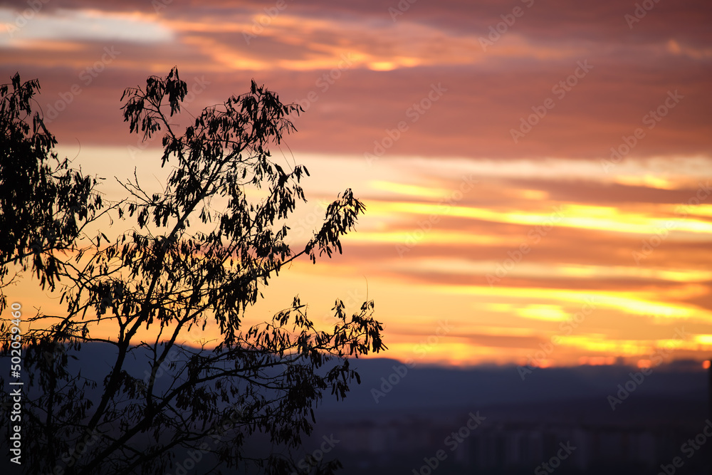 Dark foliage of small trees and bush against bright colorful sunset sky with vivid clouds illuminated with setting sun light