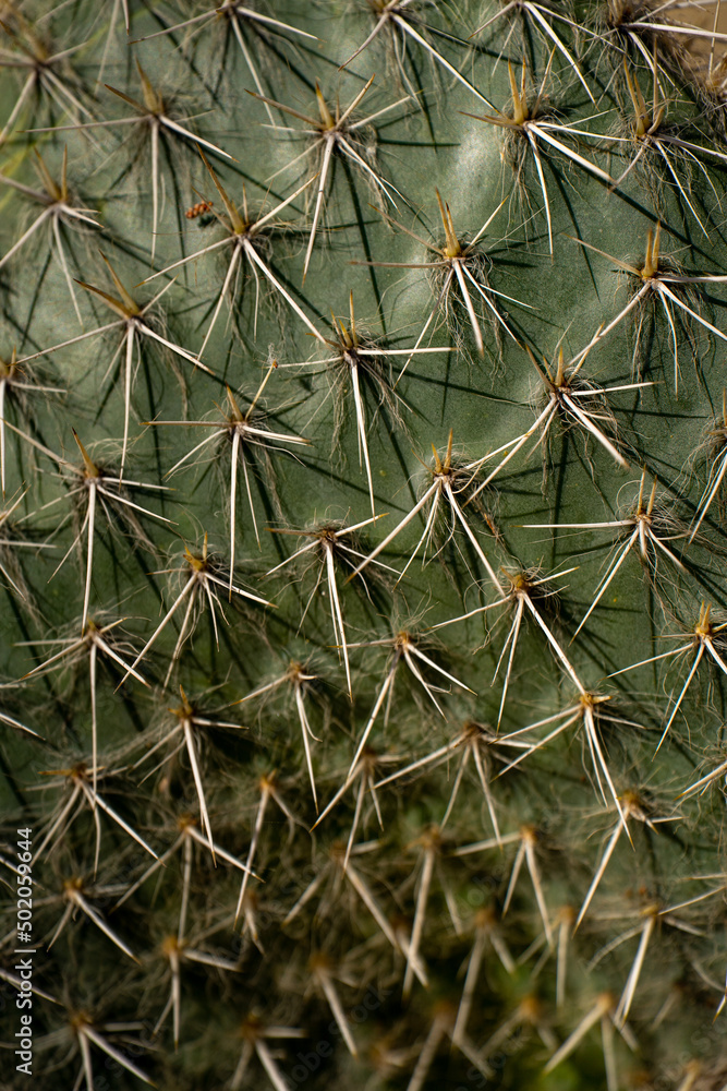 Green Cactus plant with spines and spike. Green Cactus plant with spines and spike.