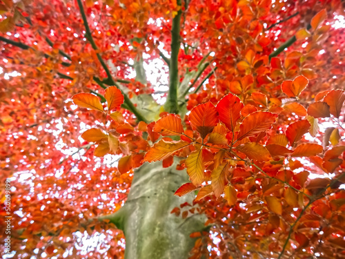 Canvas Print Beautiful red copper breech tree sylvatica forma purpurea