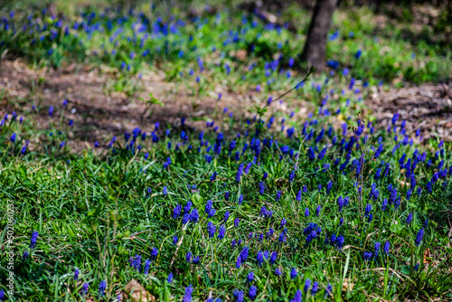 Wild hyacinth flowers photo