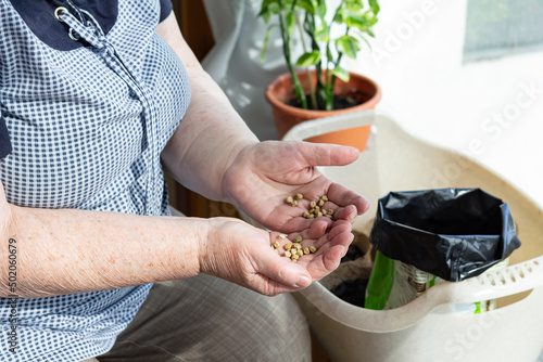 Close up of Senior woman's hands holding pea seeds before planting in the ground in peat pots.