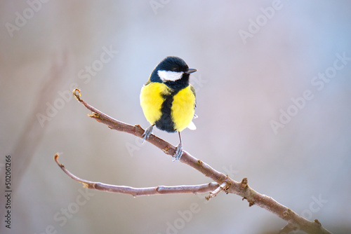 Yellow wild tit bird perching on tree branch on cold winter day