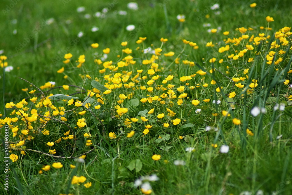 Obraz premium Hübsche gelbe Blümchen auf einer grünen Wiese