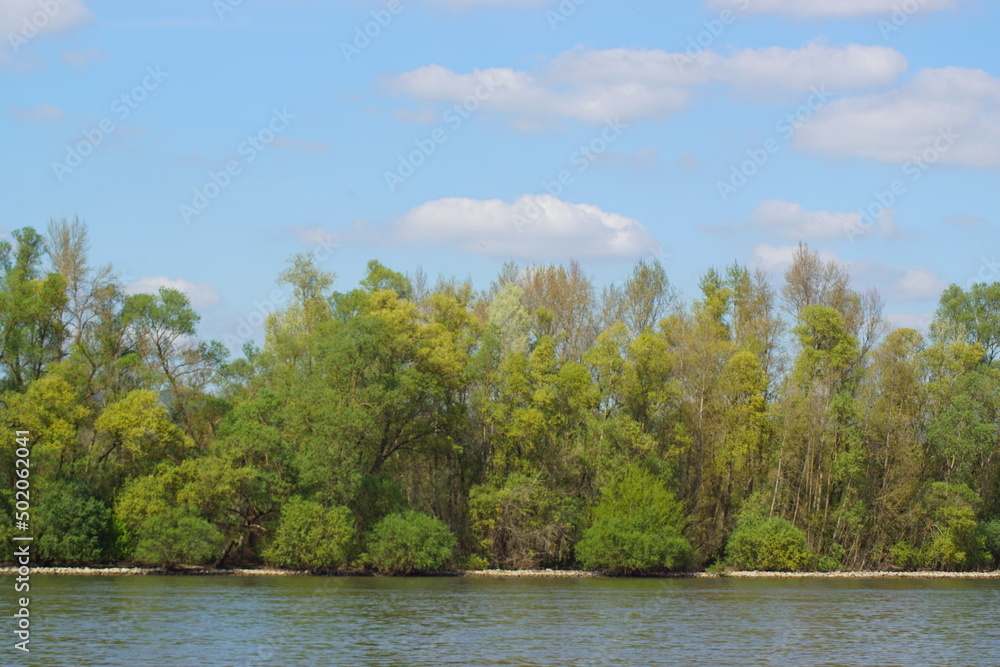 Some beautiful trees at a river