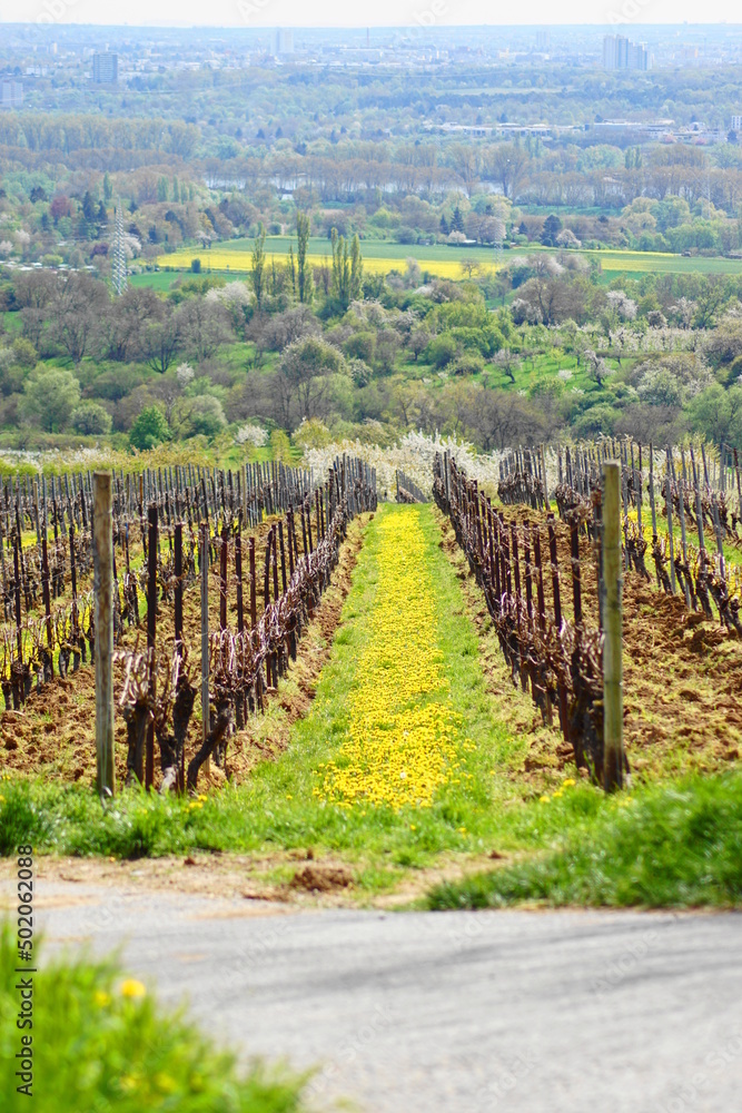 Eine Weinrebe im Frühjahr im Rheingau in Hessen Eine Weinrebe im Frühjahr im Rheingau in Hessen