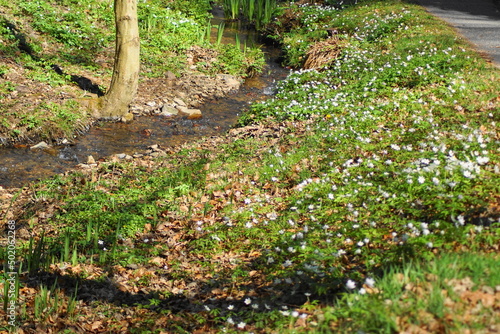 Nice white flowers at a stream in the forrest 