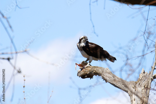 An adult osprey perches in a tree while it eats freshly caught fish