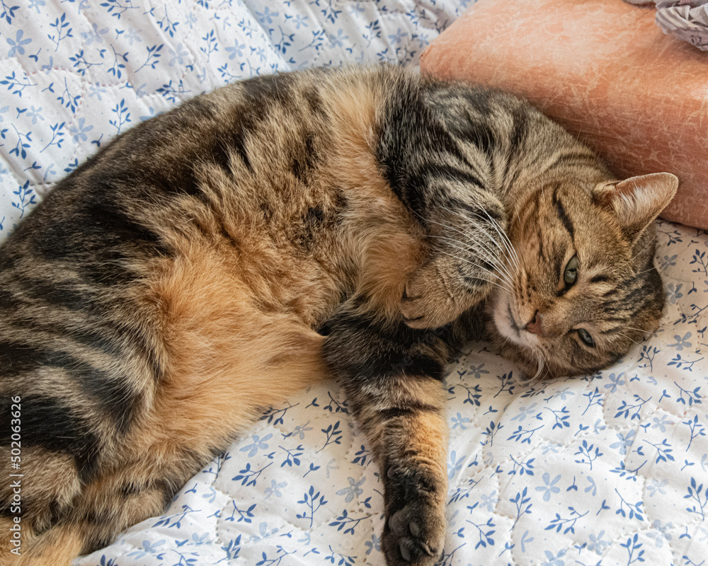 jeune chat jeune chat