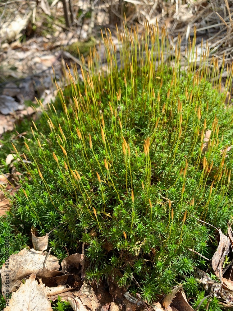 Moss (Bryophyta) are primitive plants that live in damp and dark places. Medicinal plants. Forest near Warsaw (Poland). Moss (Bryophyta) are primitive plants that live in damp and dark places. Medicinal plants. Forest near Warsaw (Poland).
