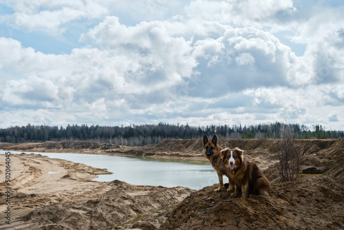 Aussie puppy and adult shepherd. Two Shepherds German and Australian sit on top of sand dune and look into distance. Dogs on sand quarry high on cliff on warm sunny day with view of river. © Ekaterina