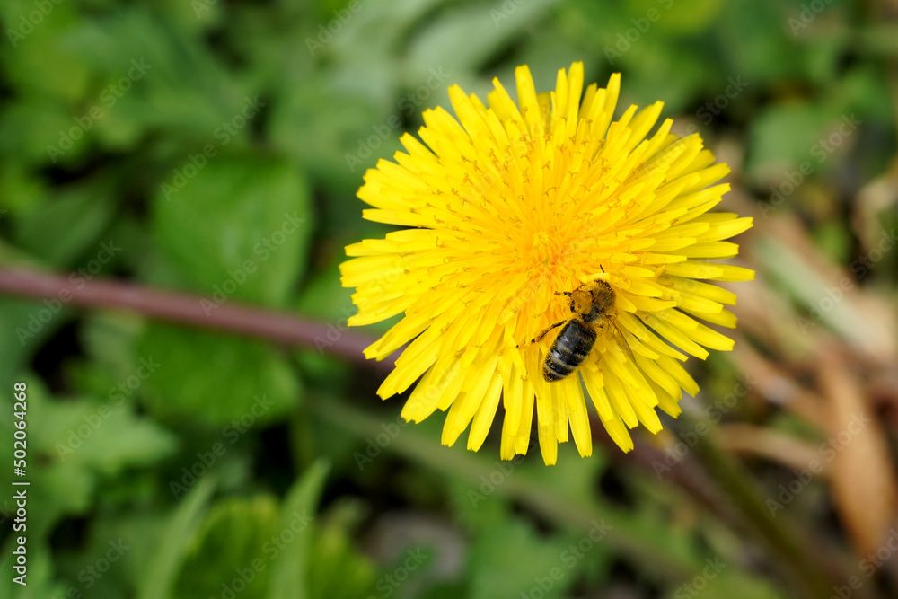 Biene auf einer Löwenzahnblüte Biene auf einer Löwenzahnblüte