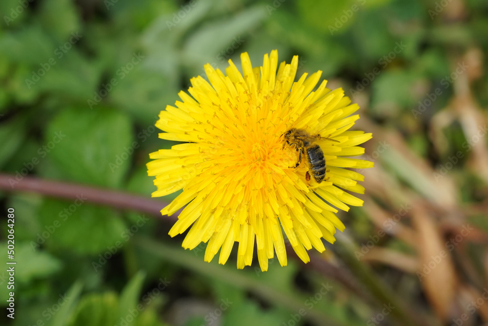 Biene auf einer Löwenzahnblüte Biene auf einer Löwenzahnblüte