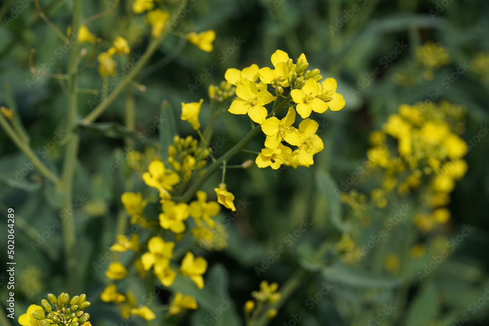 Obraz premium Rapsblüte im Frühling