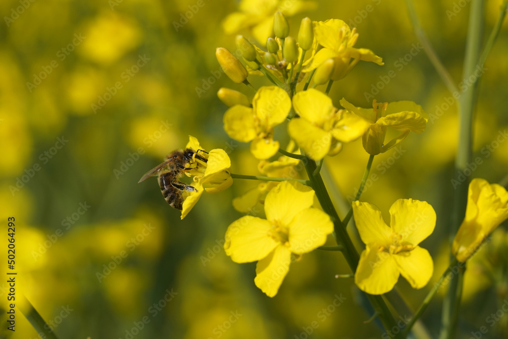 Ansichten einer Biene welche sich an Rapsblüten nährt Ansichten einer Biene welche sich an Rapsblüten nährt