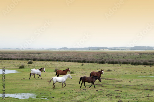 фотографія loose horses in the field in uruguay
