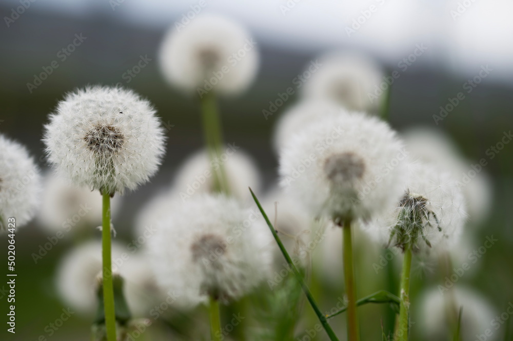 dandelion in the grass dandelion in the grass