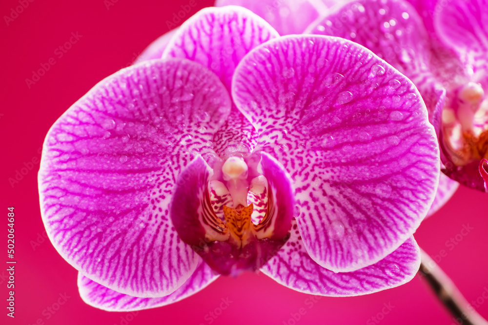 Purple orchid flower phalaenopsis, with water drops phalaenopsis or falah on a pink background. Purple orchid flower phalaenopsis, with water drops phalaenopsis or falah on a pink background.