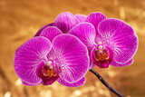 Purple orchid flower phalaenopsis, phalaenopsis or falah on a golden background.