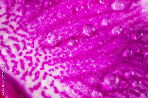 Macro photo of an orchid with water drops with shallow depth of field.