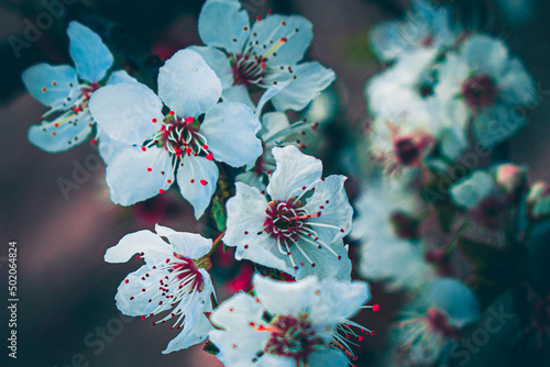 cherry tree blossom