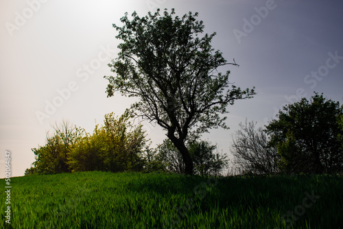 tree in the field