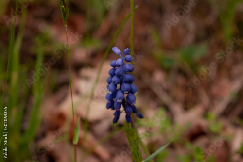 blue flower in the forest