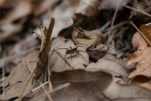 spider on a leaf