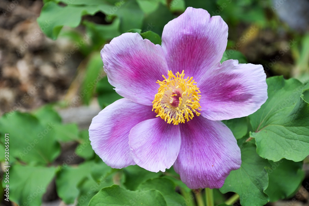 Paeonia daurica, bright wildflower under the warm rays of the sun in the forest near Ai Petri mountain, Crimea Paeonia daurica, bright wildflower under the warm rays of the sun in the forest near Ai Petri mountain, Crimea