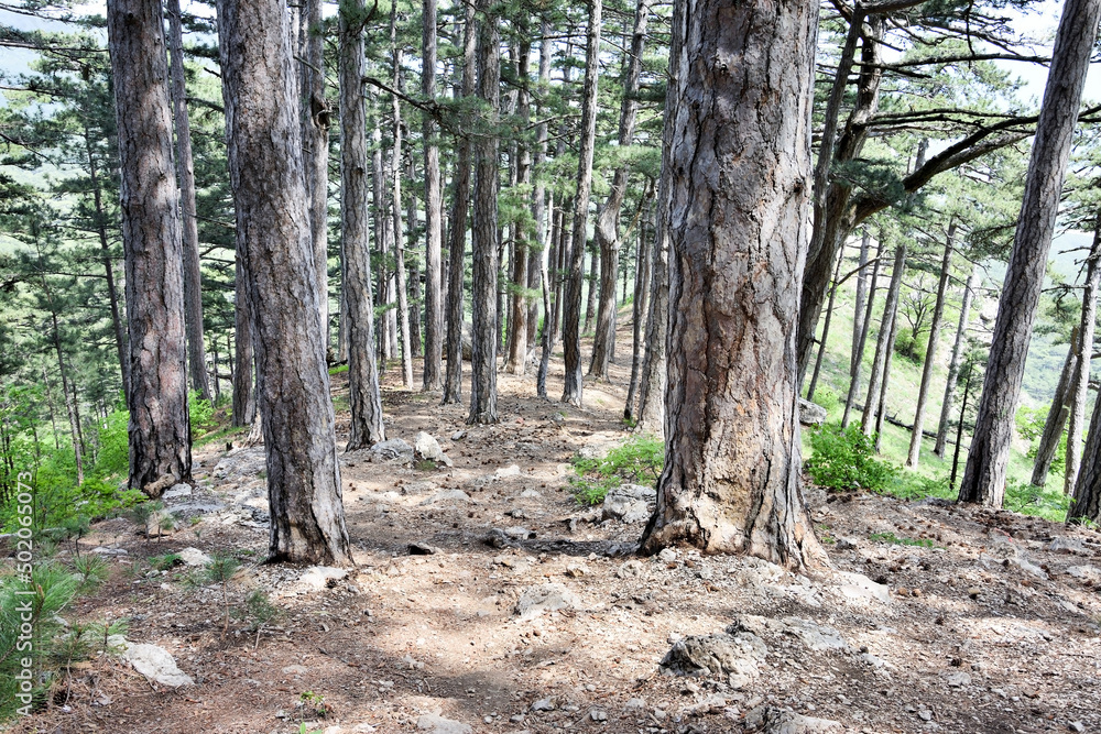 Century pines forest near mount Ai-Petri, Yalta region, Crimea, Russia Century pines forest near mount Ai-Petri, Yalta region, Crimea, Russia