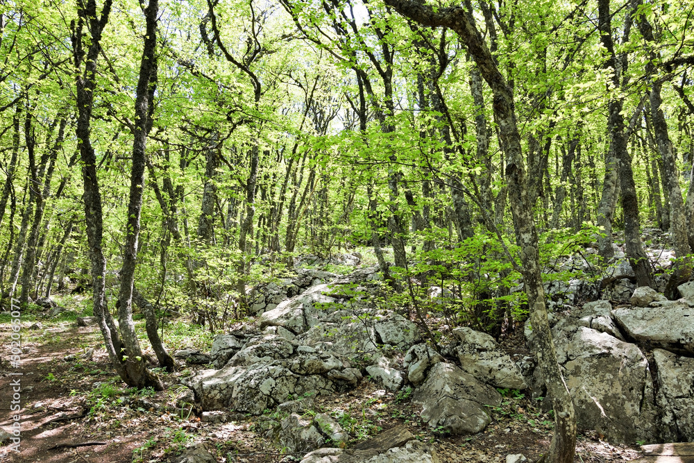 Fairy forest on mount AI-Petri Fairy forest on mount AI-Petri