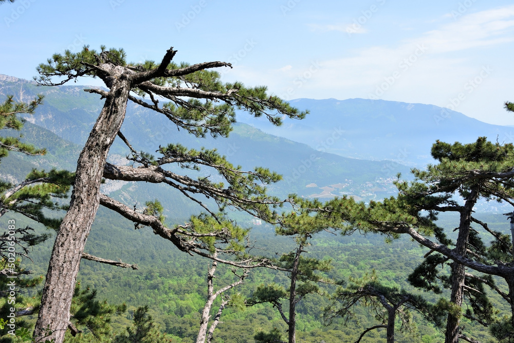 Fototapeta premium Century pines forest near mount Ai-Petri, Yalta region, Crimea, Russia